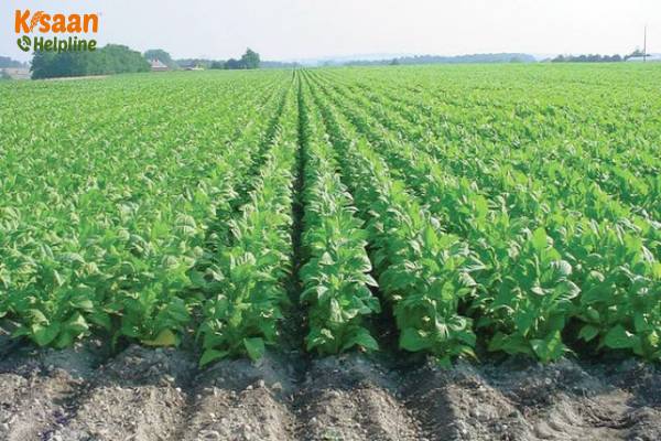 Tobacco (तम्बाकू)